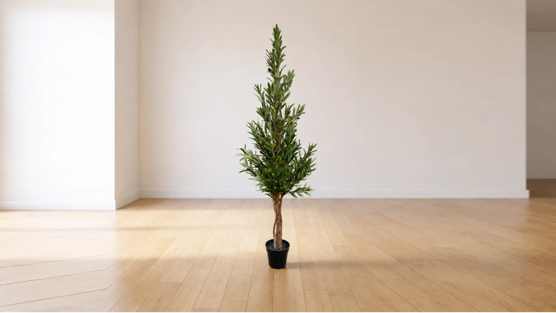 Mendels Olive Tree