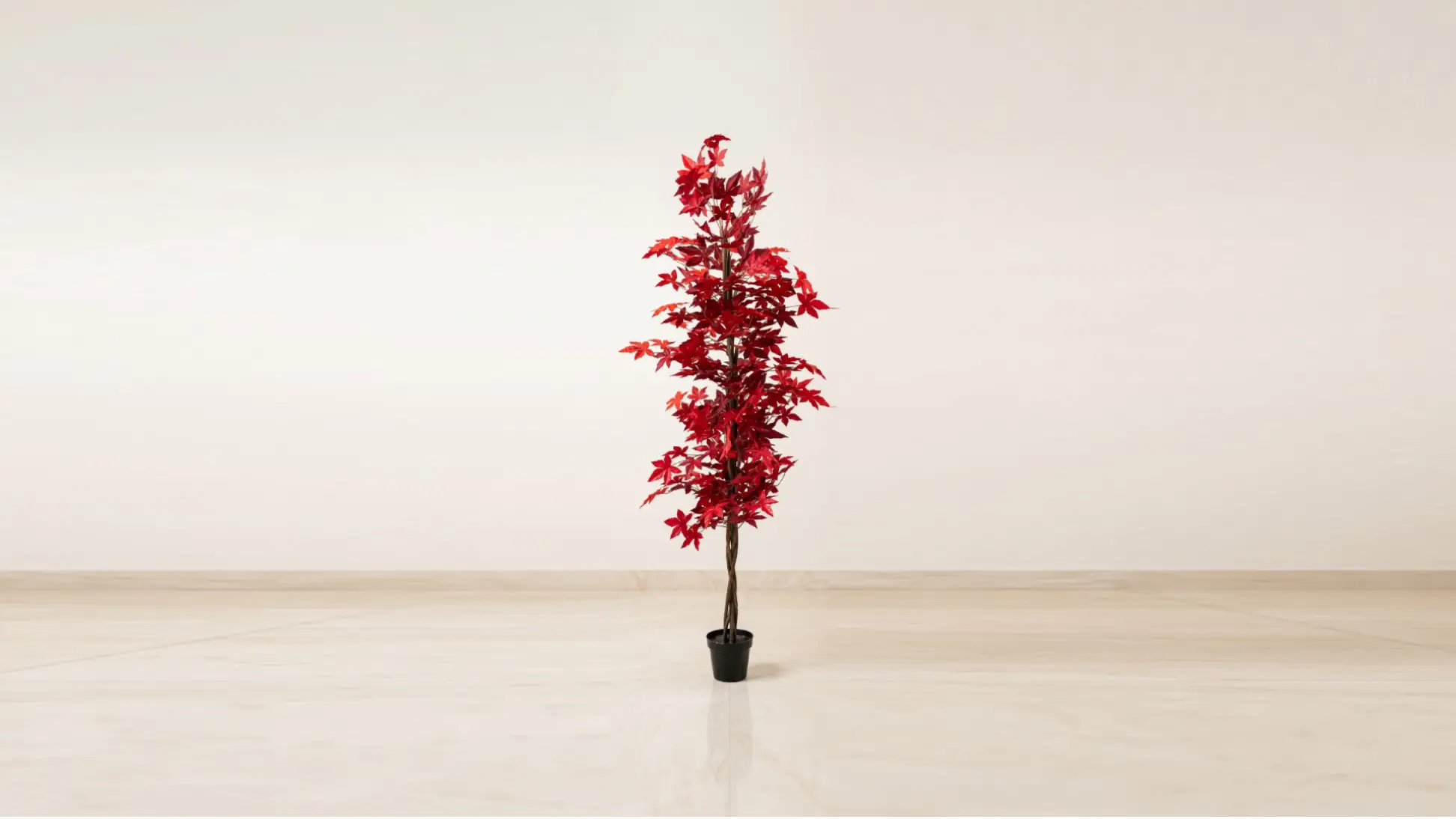 Mendels Autumn Maple Tree