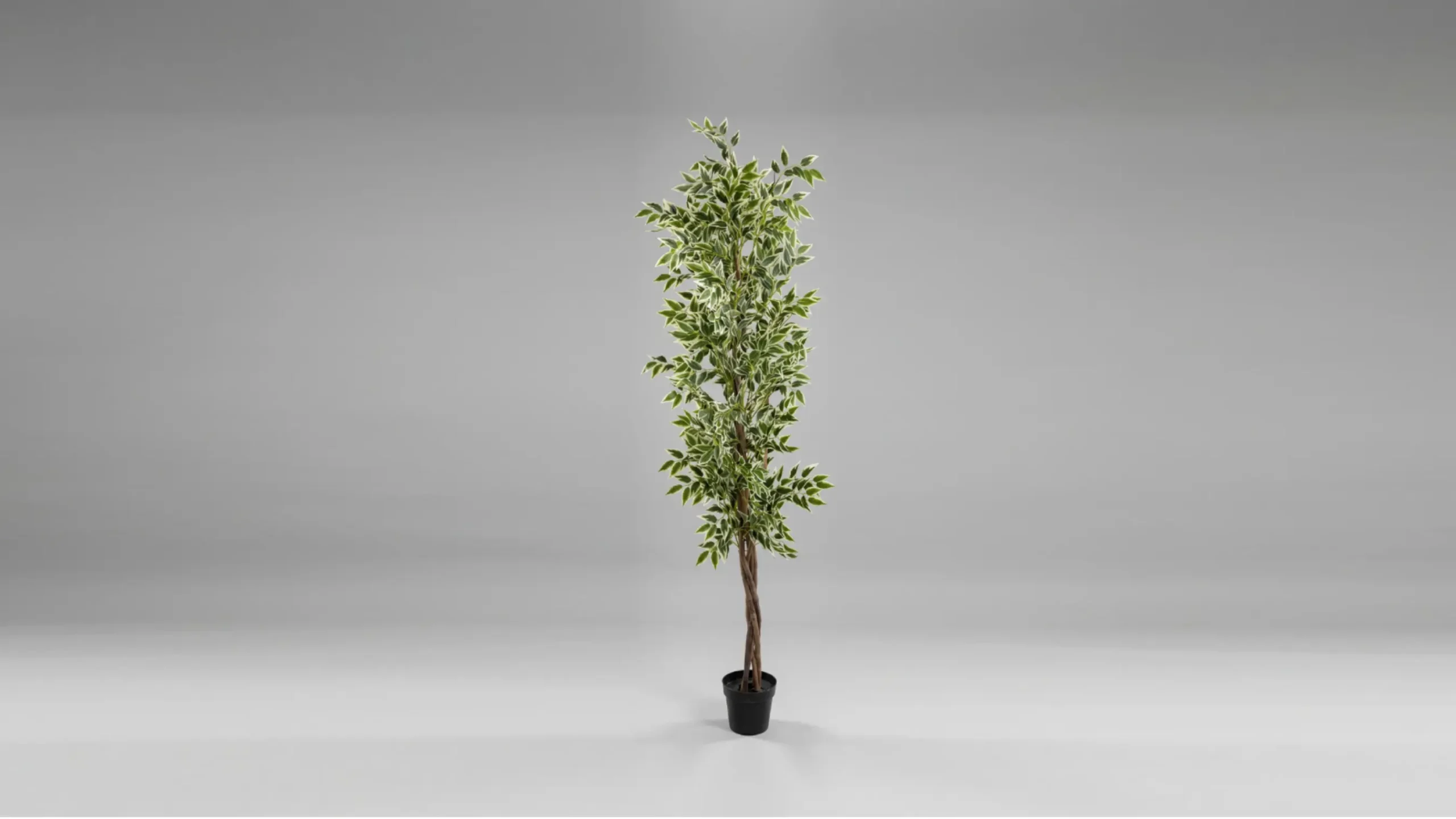 Mendels Variegated Ficus Tree