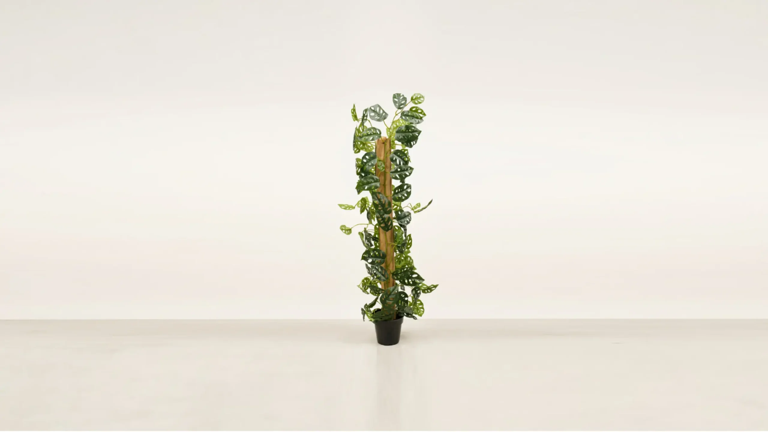 Mendels Monstera Creeping Plant