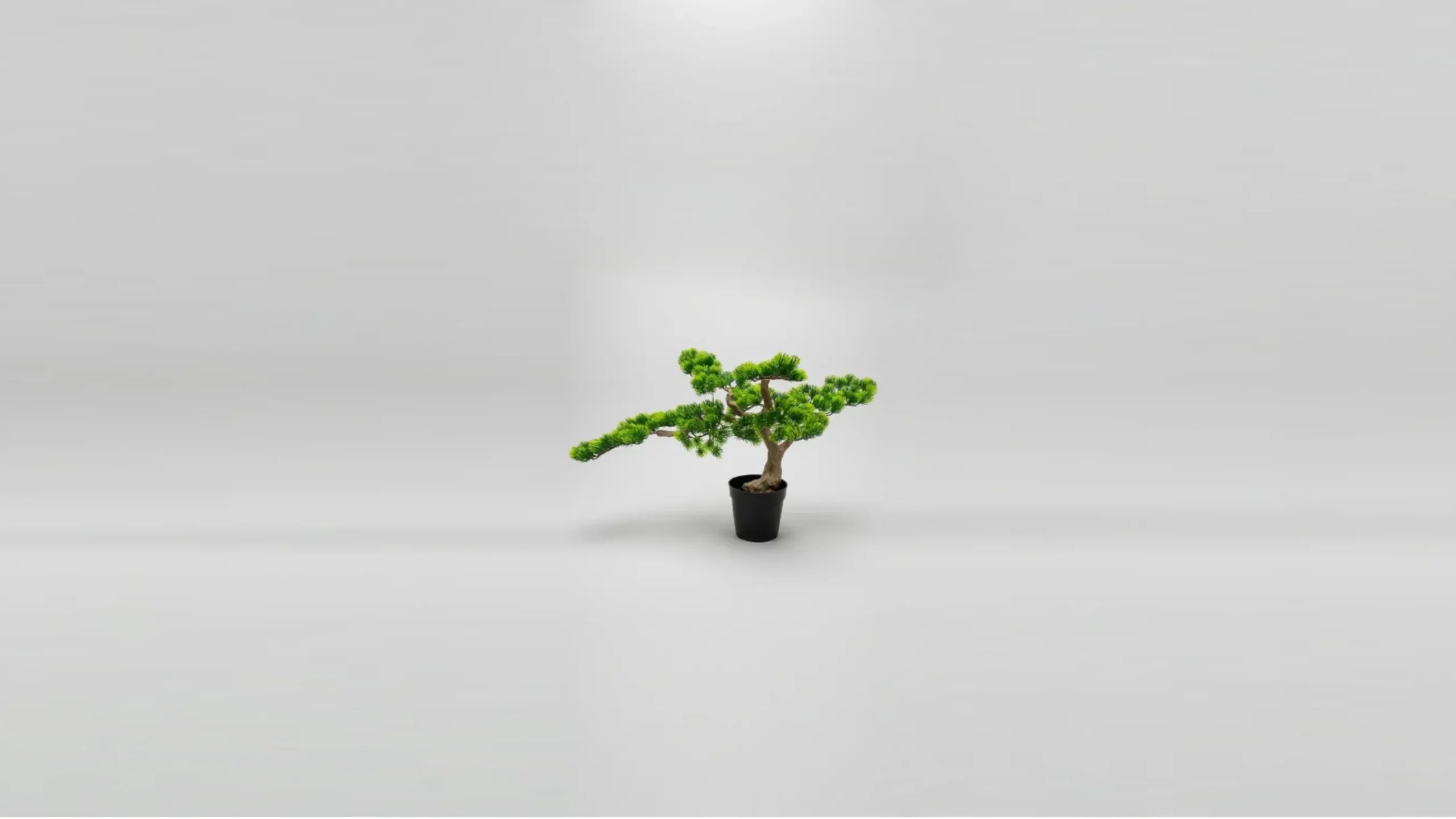 Mendels Bonsai Plant