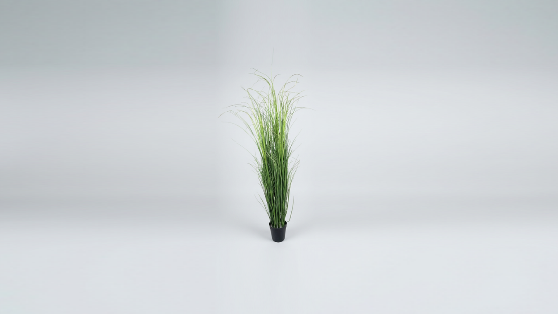GRASS PLANT