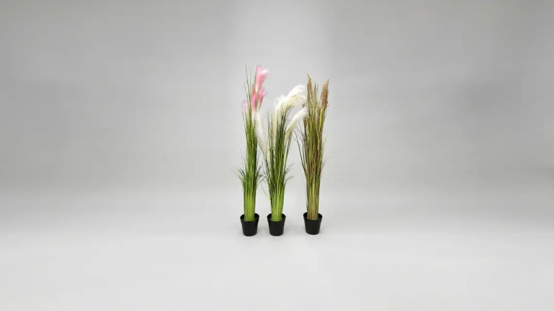 REED PLANTS