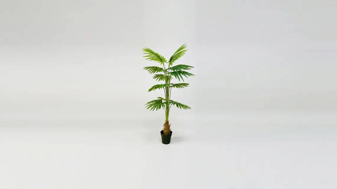 FAN PALM PLANT