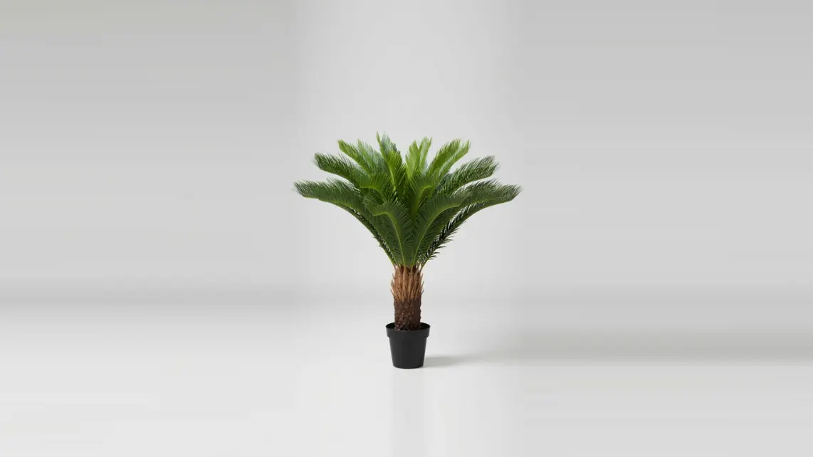 CYCAS PALM