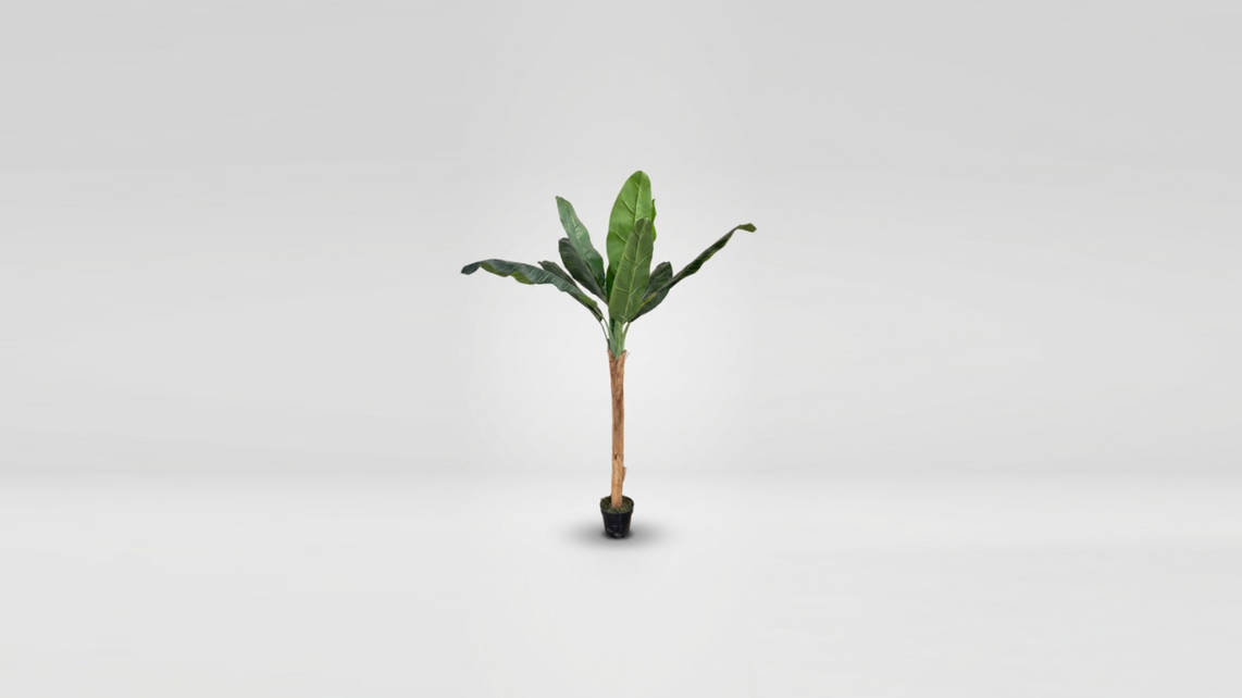 BANANA TREE