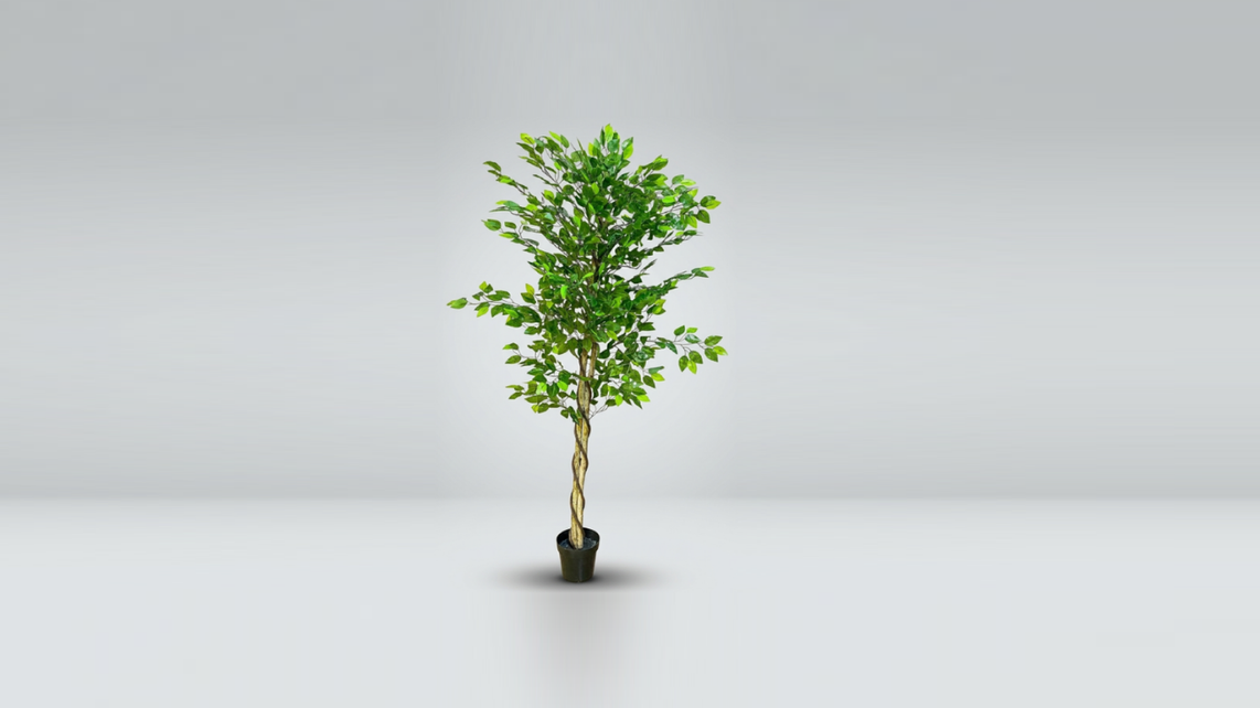 FICUS (SLIM TRUNK)