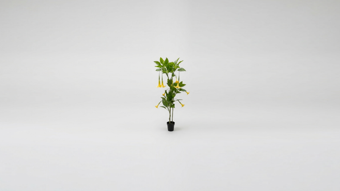 DATURA PLANT