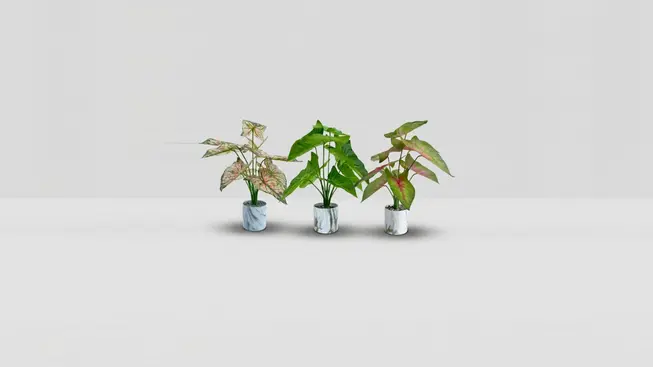 ANGEL WINGS PLANT